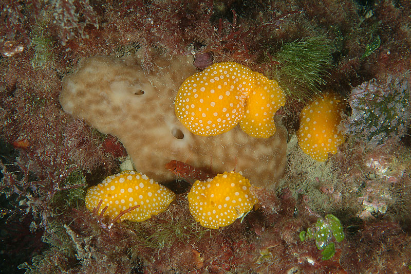 Phyllidia flava